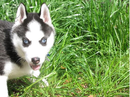 CUTE SIBERIAN HUSKY ΔΙΑΘΕΣΙΜΑ για ένα νέο σπίτι